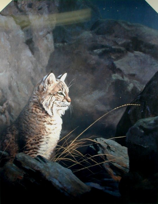 Night Watch - Bobcat